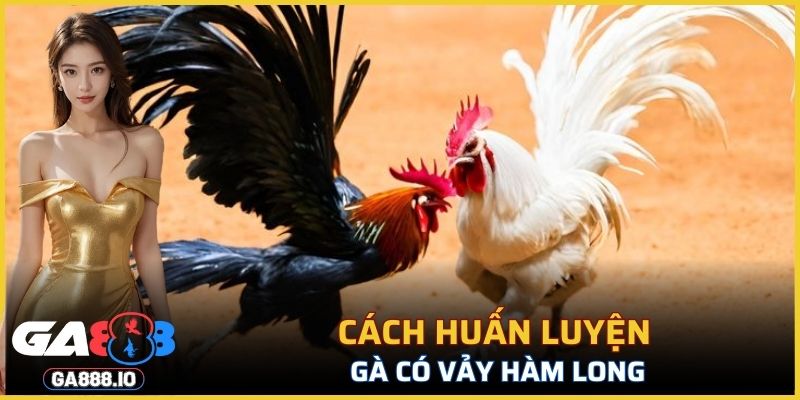 Cách huấn luyện gà có vảy Hàm Long
