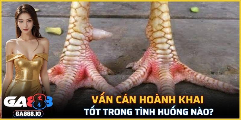 Loại Vấn Cán Hoành Khai được xem là vảy quý