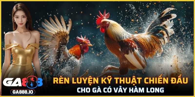 Rèn luyện kỹ thuật chiến đấu cho gà có vảy Hàm Long